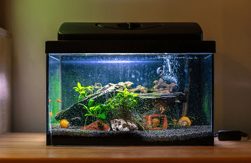 What is Aquaponics? Top 3 Aquaponics Fish Tank Ideas