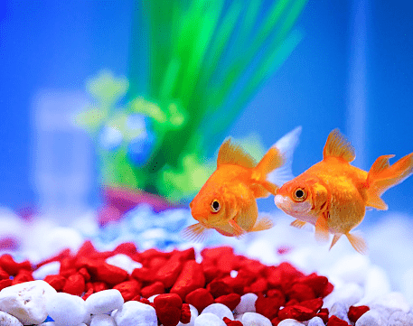 Aquarium Coffee Tables for Fishes