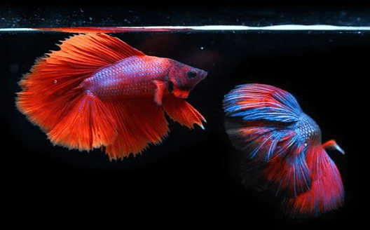 Top 10 Most Popular And Beautiful Fishes in the World