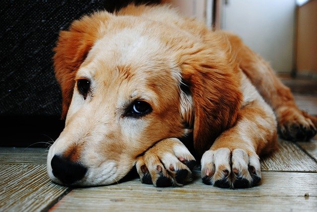 Why Dogs Not Eating? 5 Potential Causes and Craving Arrangements