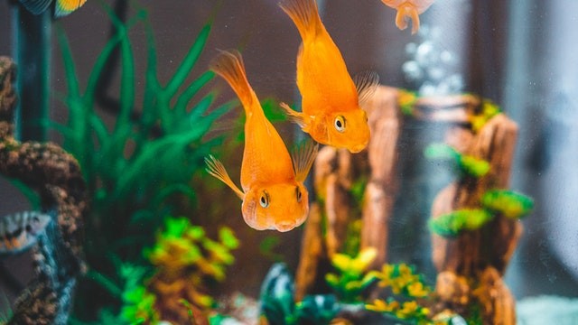 fish tank ideas with goldfish