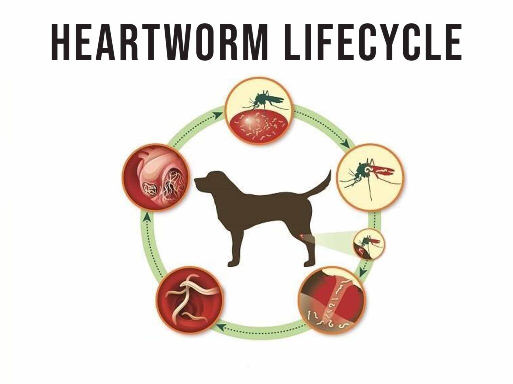 Heartworm in dogs