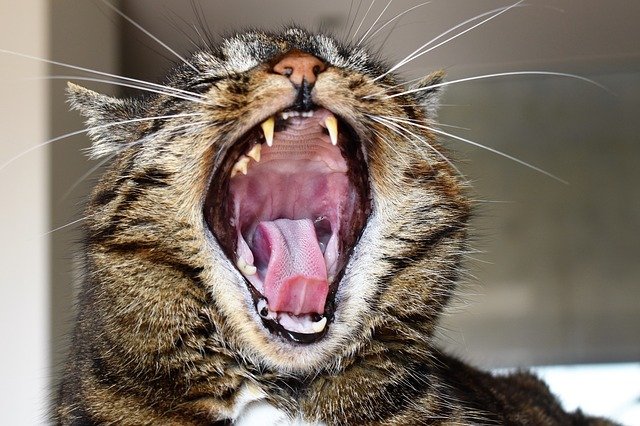 Gingivitis in Cats: Manifestations, Causes, Stages, Treatment and Anticipation