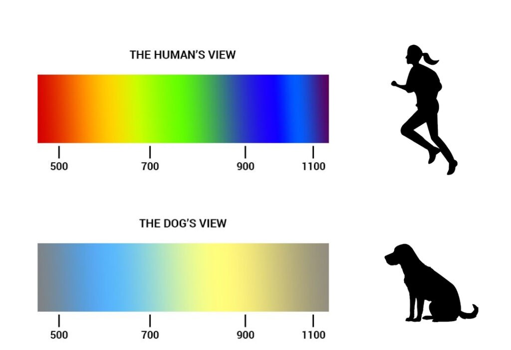 How many Colors do Dogs See, Can Dogs See Color