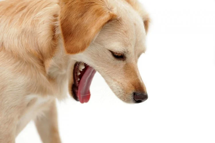 Symptoms of Kennel Cough