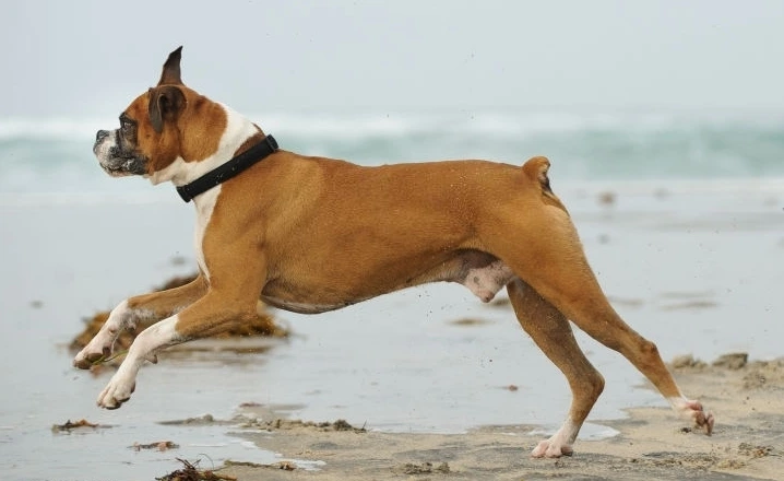 American Boxer Dog