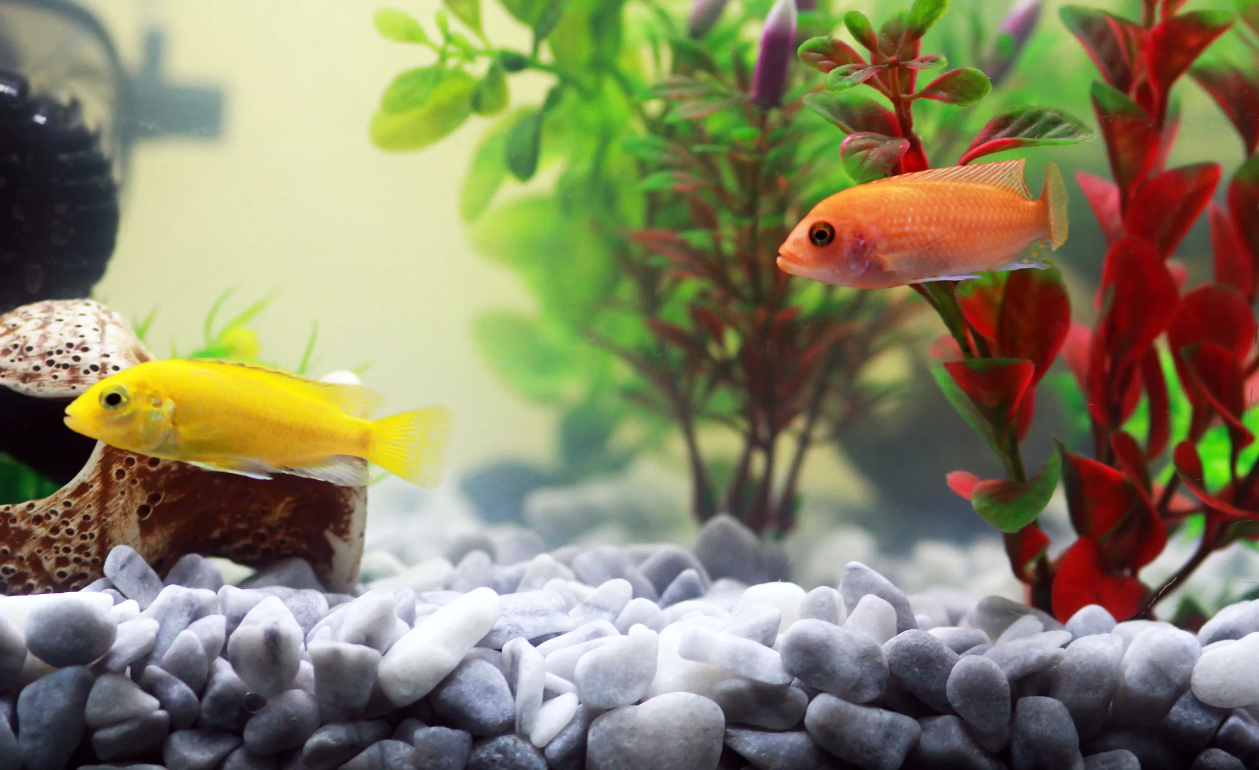 How to Clean a Fish Tank – Best Tips