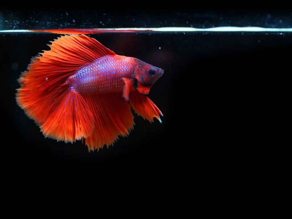 Life Expectancy Of A Betta Fish
