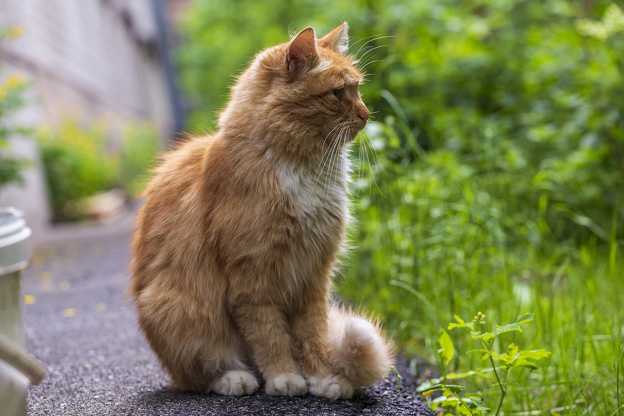Tail Swishing in Cats: Cat’s Tail Language Cool Facts