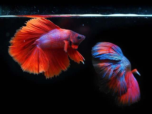 How to Care for Your Betta Fish