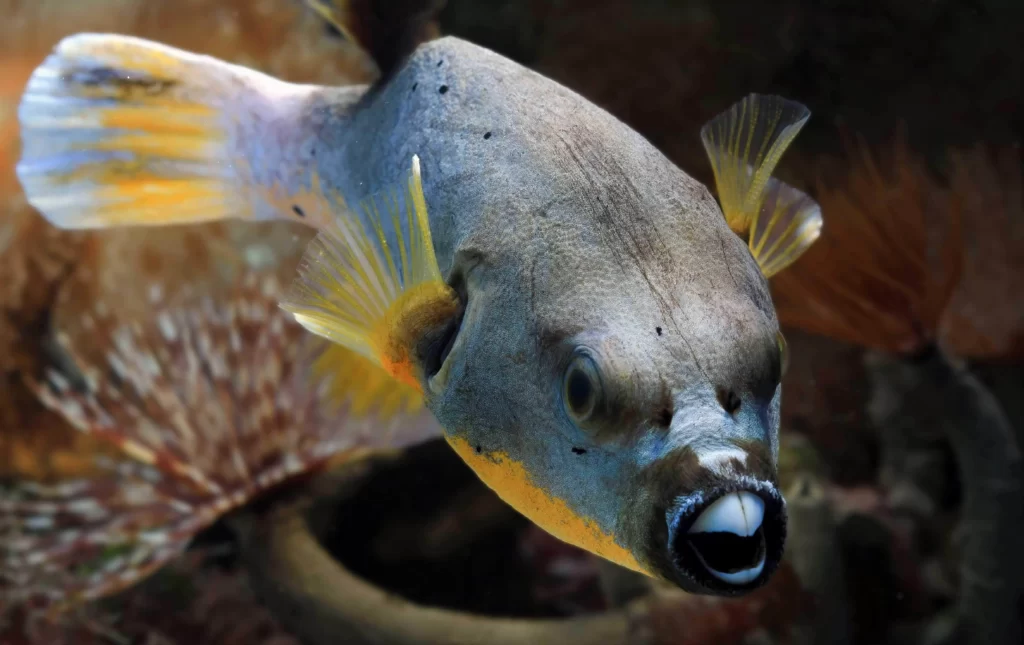 Freshwater Puffer Fish