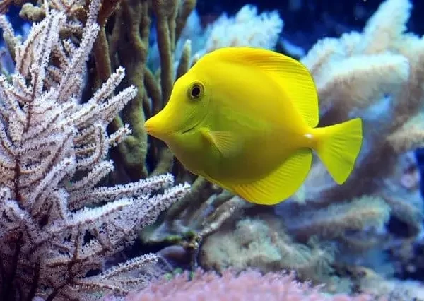 How To Keep Your Aquarium Fish Healthy