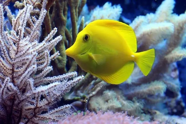 How To Keep Your Aquarium Fish Healthy