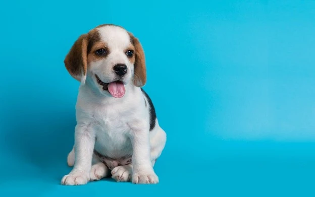 Puppy Dehydration: Powerful Signs Of Dehydration In A Puppy