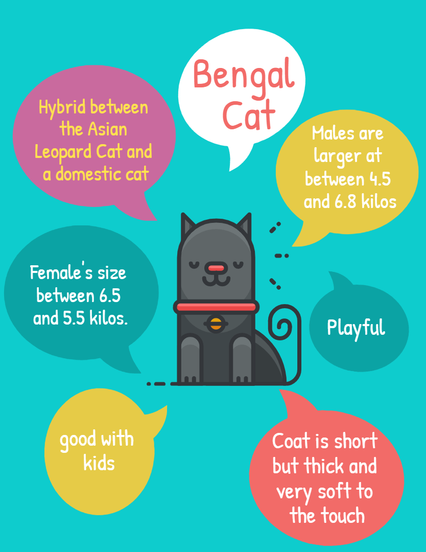 What is Bengal Cat