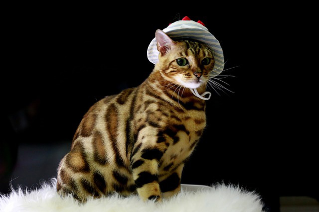 Are Bengal Cats Hypoallergenic