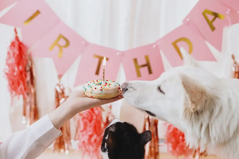 Can Dogs Eat Sprinkles? The Best Answer.