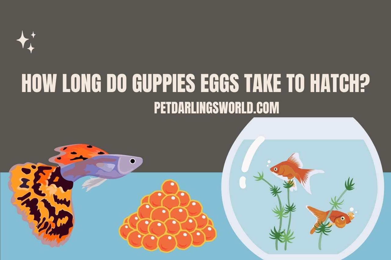 How Long Do Guppies Eggs Take to Hatch?