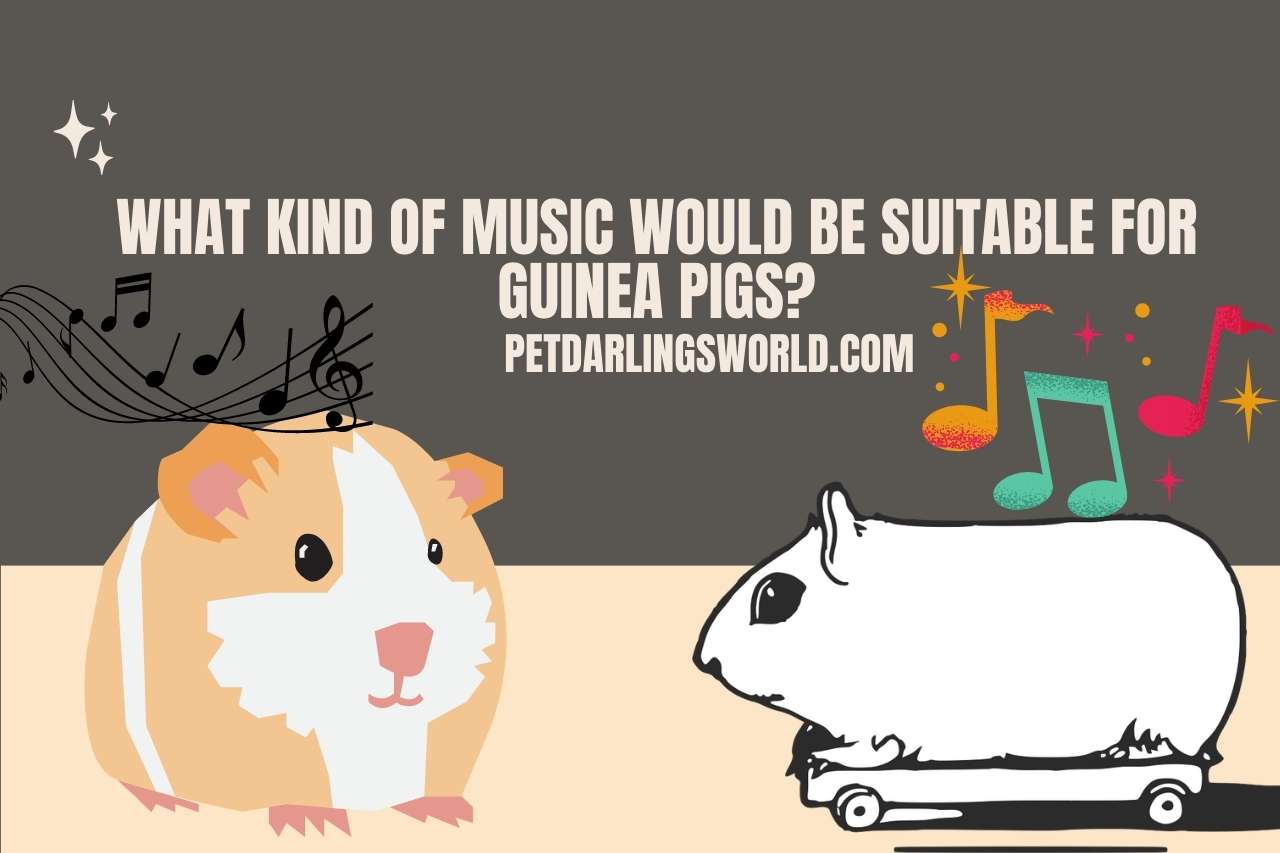 What Kind of Music Would be Suitable for Guinea Pigs?