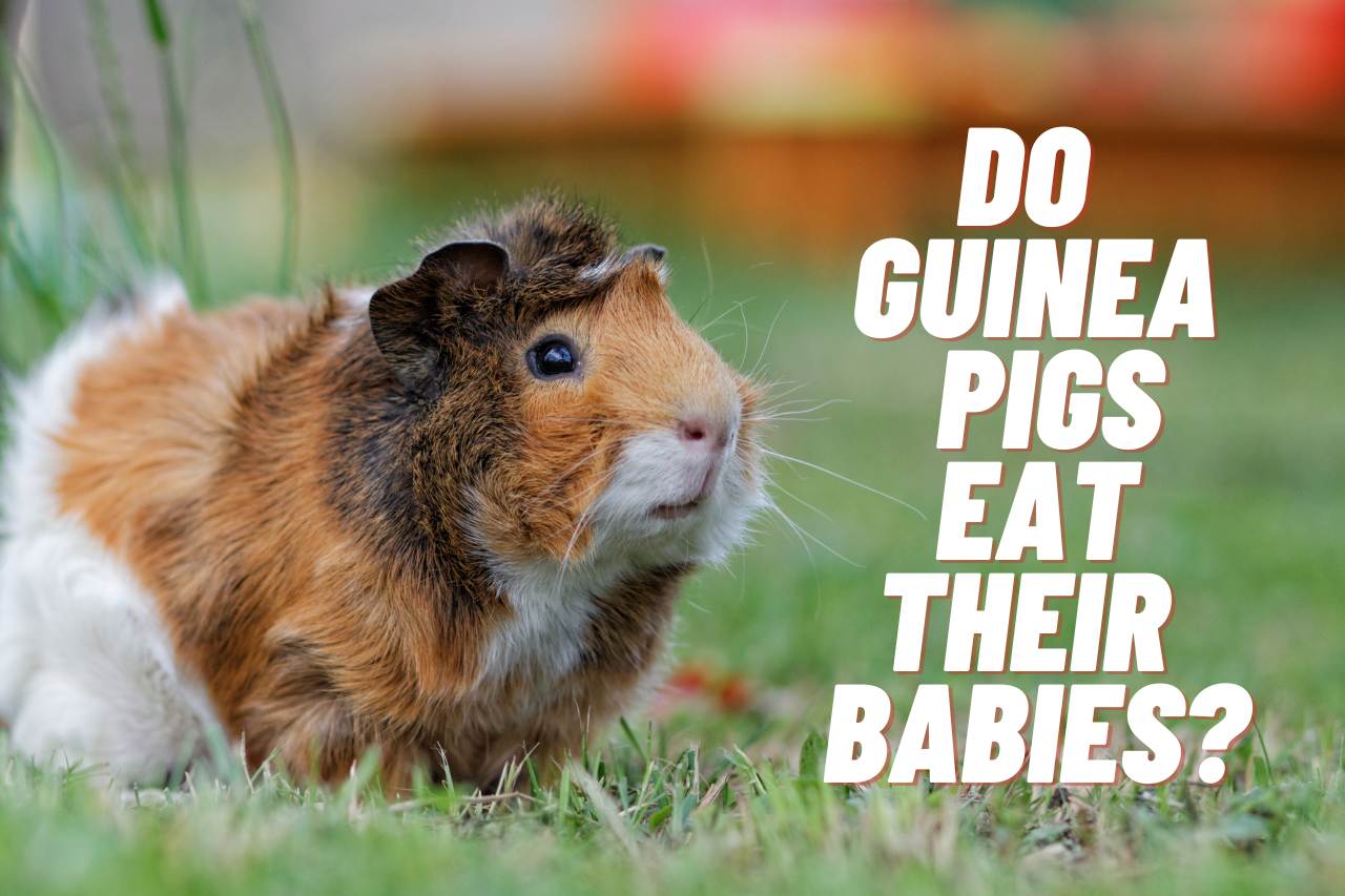 Do Guinea Pigs Eat Their Babies? [The Surprising Truth]