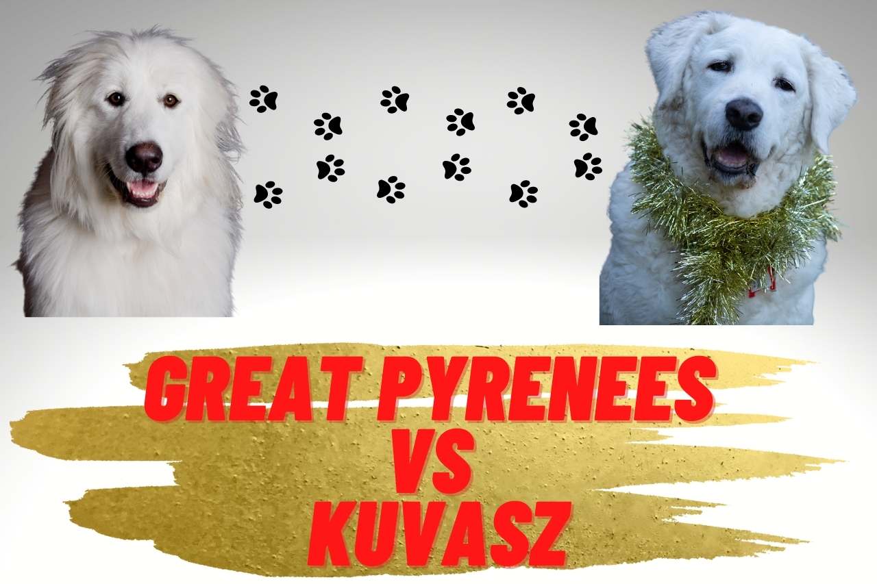 great pyrenees vs kuvasz