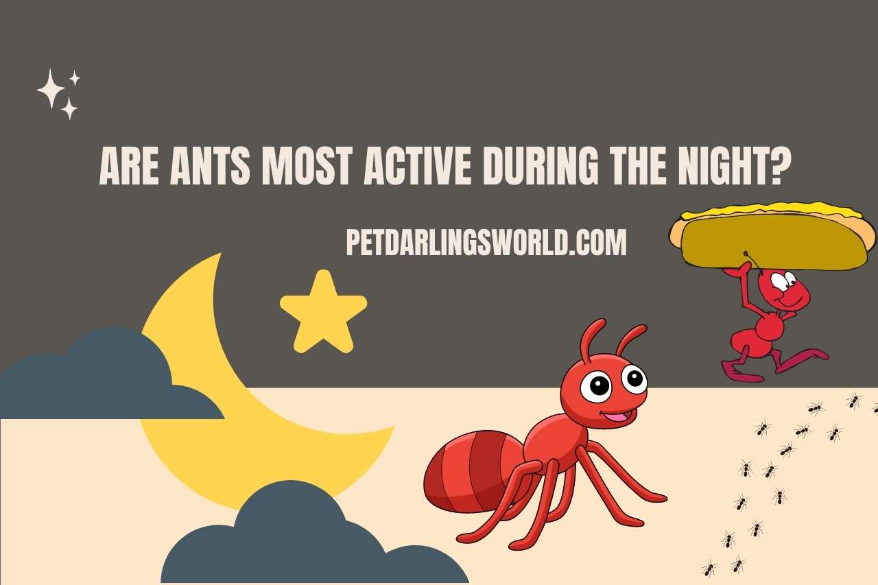 Are Ants Most Active During the Night? 