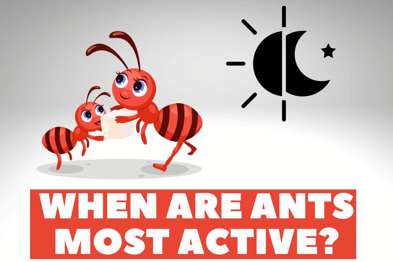 When Are Ants Most Active? – Everything to Know 