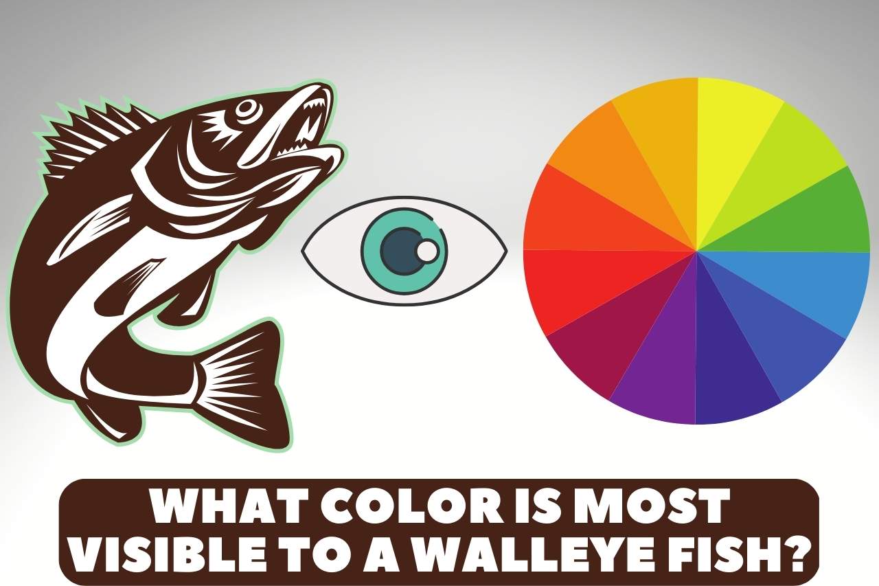 what color is most visible to a walleye fish