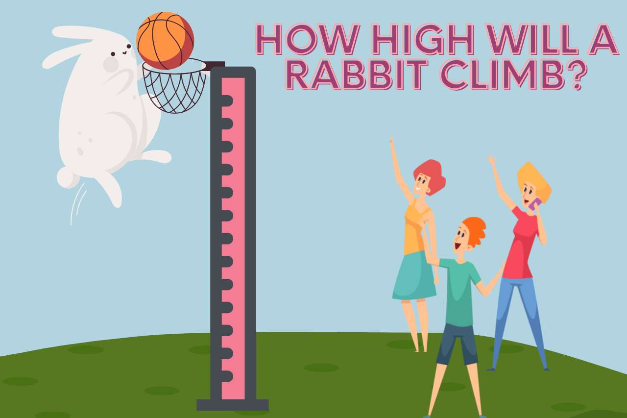 How High will a Rabbit Climb?
