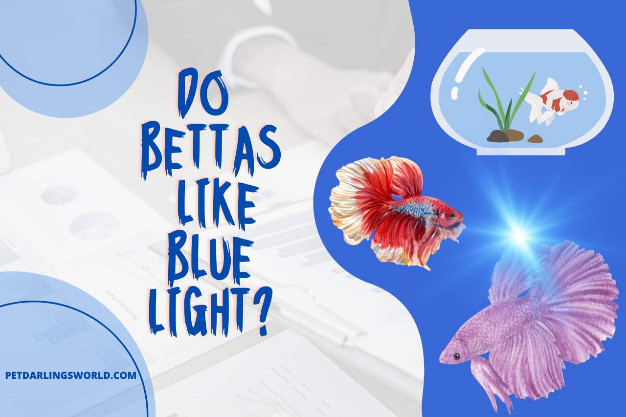do bettas like blue light