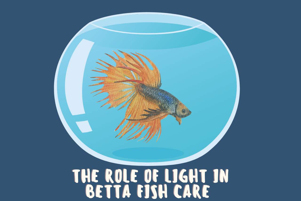 The Role of Light in Betta Fish Care 