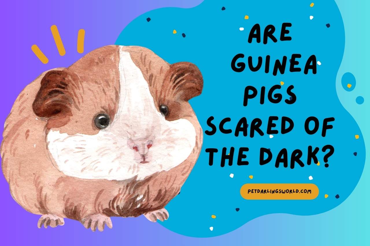 Are guinea pigs scared of the dark