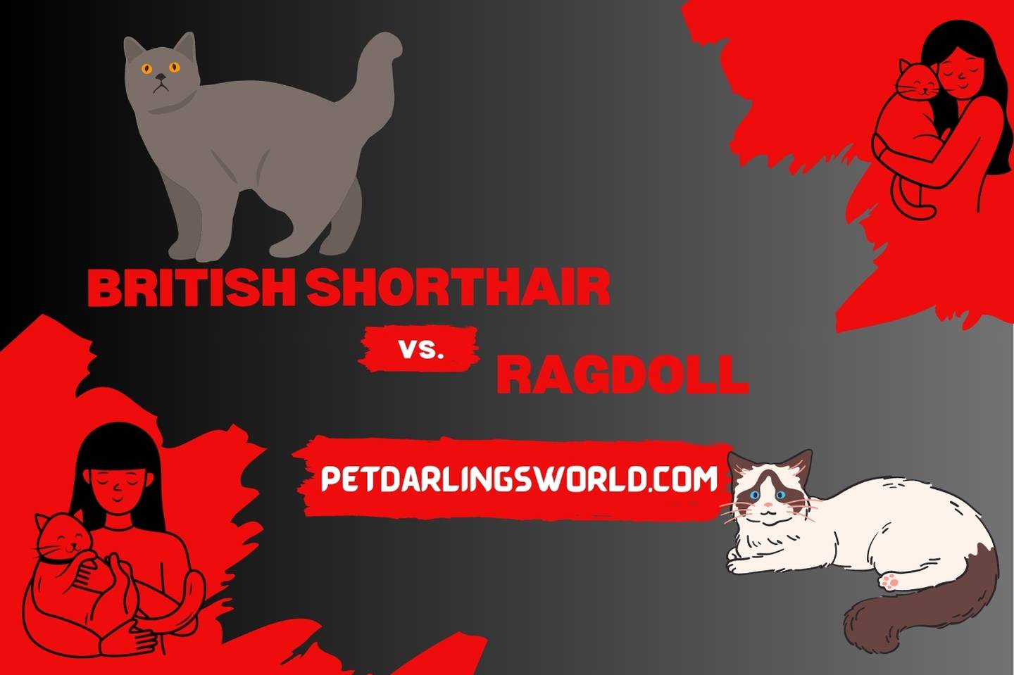 british shorthair vs ragdoll