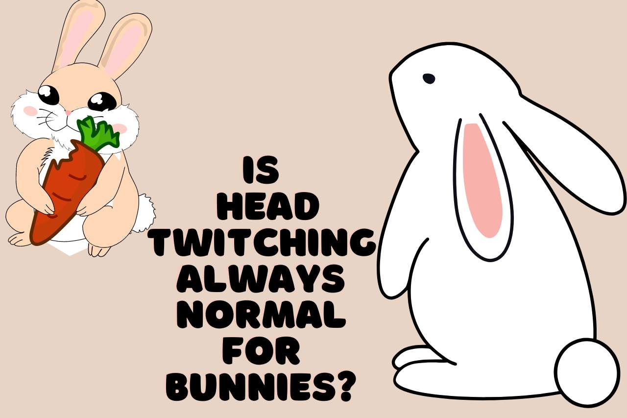 Is Head Twitching Always Normal for Bunnies