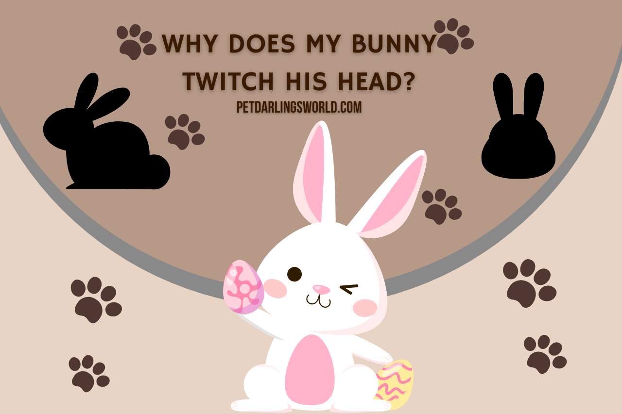why does my bunny twitch his head