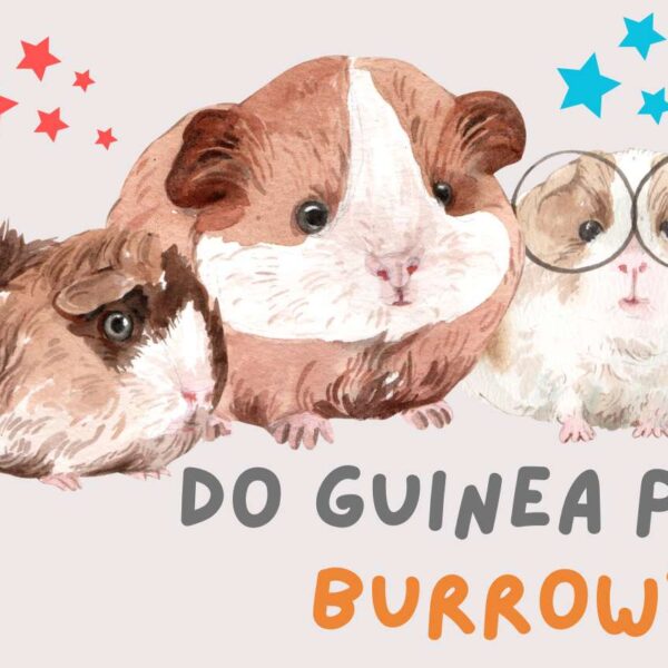 Unveiling the Secrets of Guinea Pig Burrows: Beneath the Ground