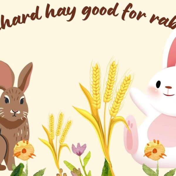 Is Orchard Hay a Healthy Choice for Rabbits? Nourishing Bunnies