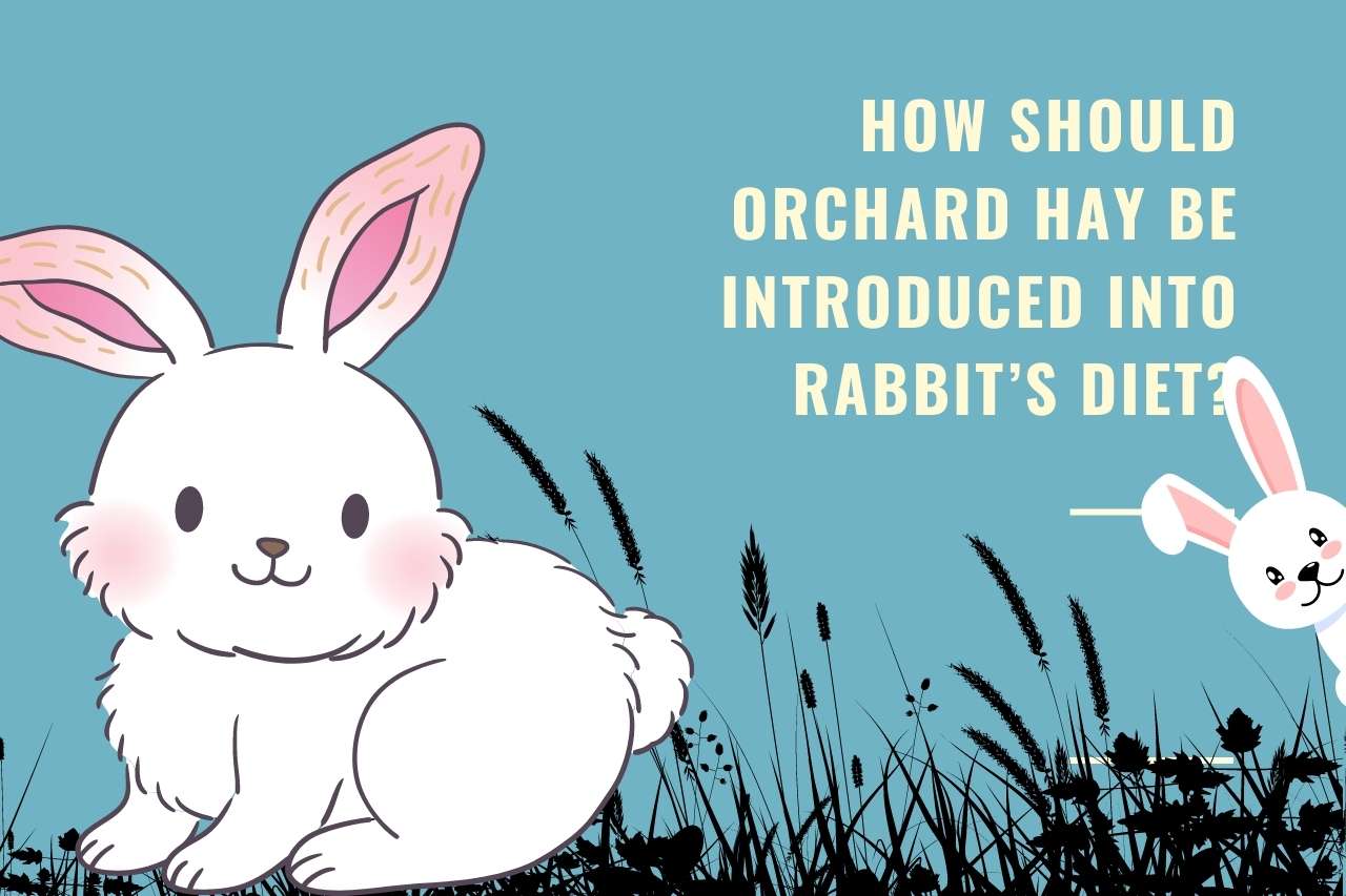 How Should Orchard Hay Be Introduced Into Rabbit’s Diet?
