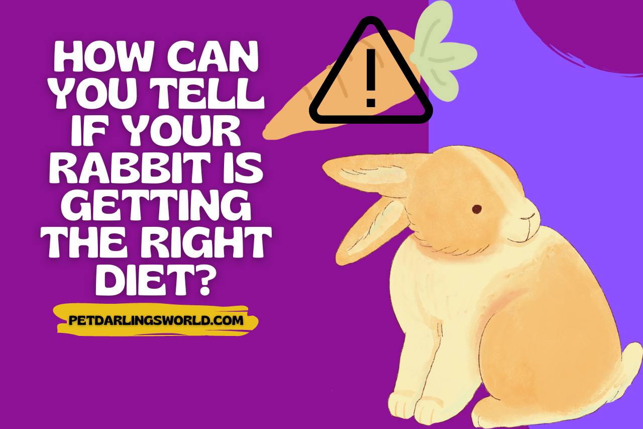How Can You Tell if Your Rabbit is Getting the Right Diet