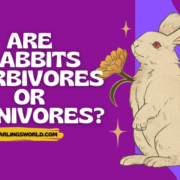 Are Rabbits Herbivores or Omnivores? Exploring Rabbit Feeding Behavior!