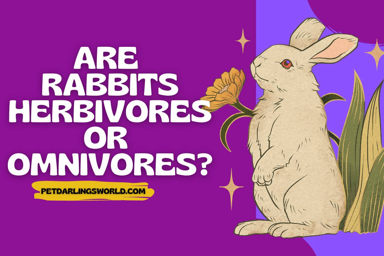 are rabbits herbivores or omnivores