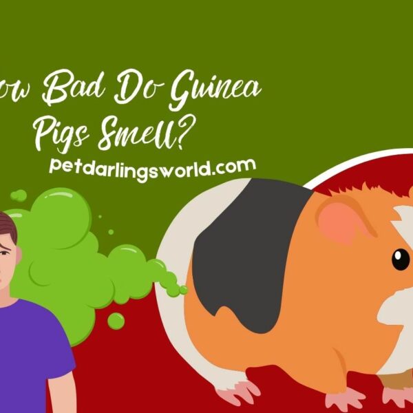 How Bad do Guinea Pigs Smell? The Truth About Their Odor!