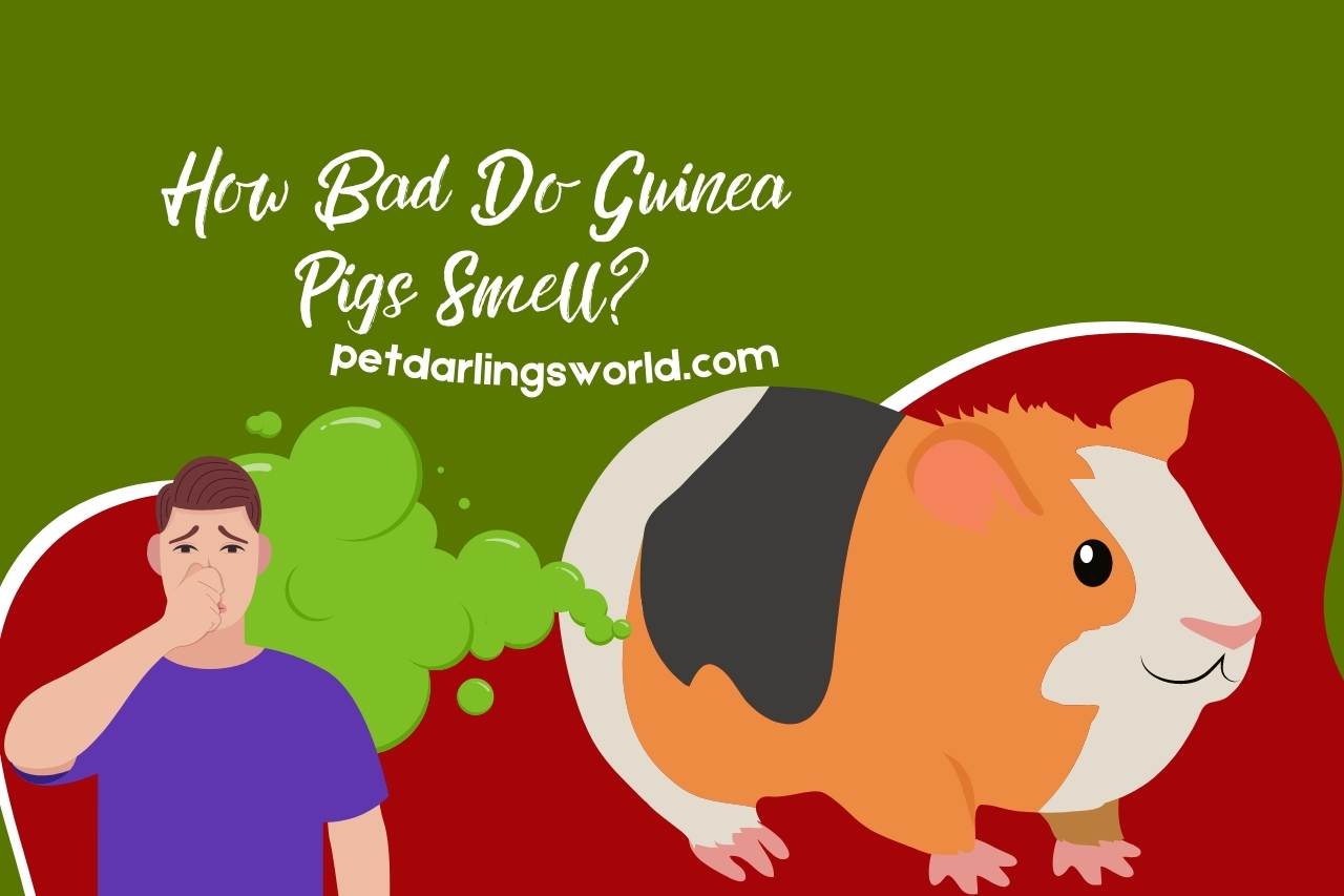 how bad do guinea pigs smell