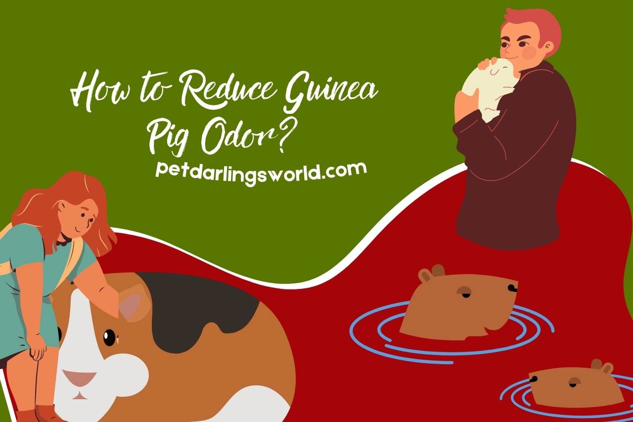 How to Reduce Guinea Pig Odor