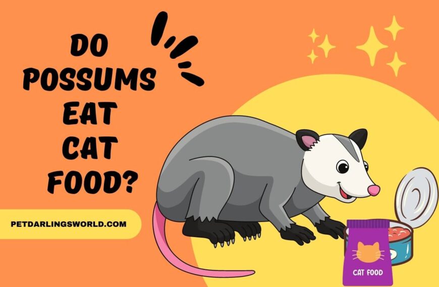 Do Possums Eat Cat Food? (Exploring the Relationship)