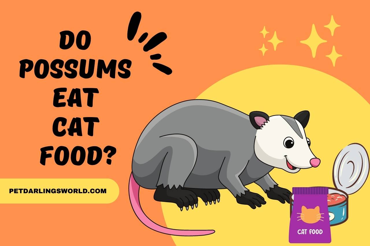 do possums eat cat food