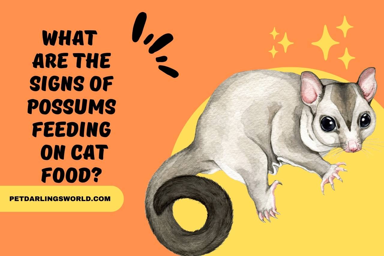 What are the Signs of Possums Feeding on Cat Food