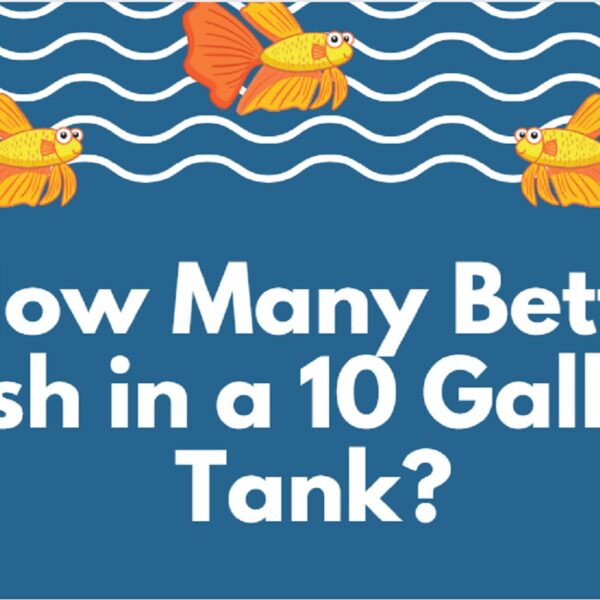 How Many Betta Fish Thrive in a 10 Gallon Tank? Aquatic Harmony