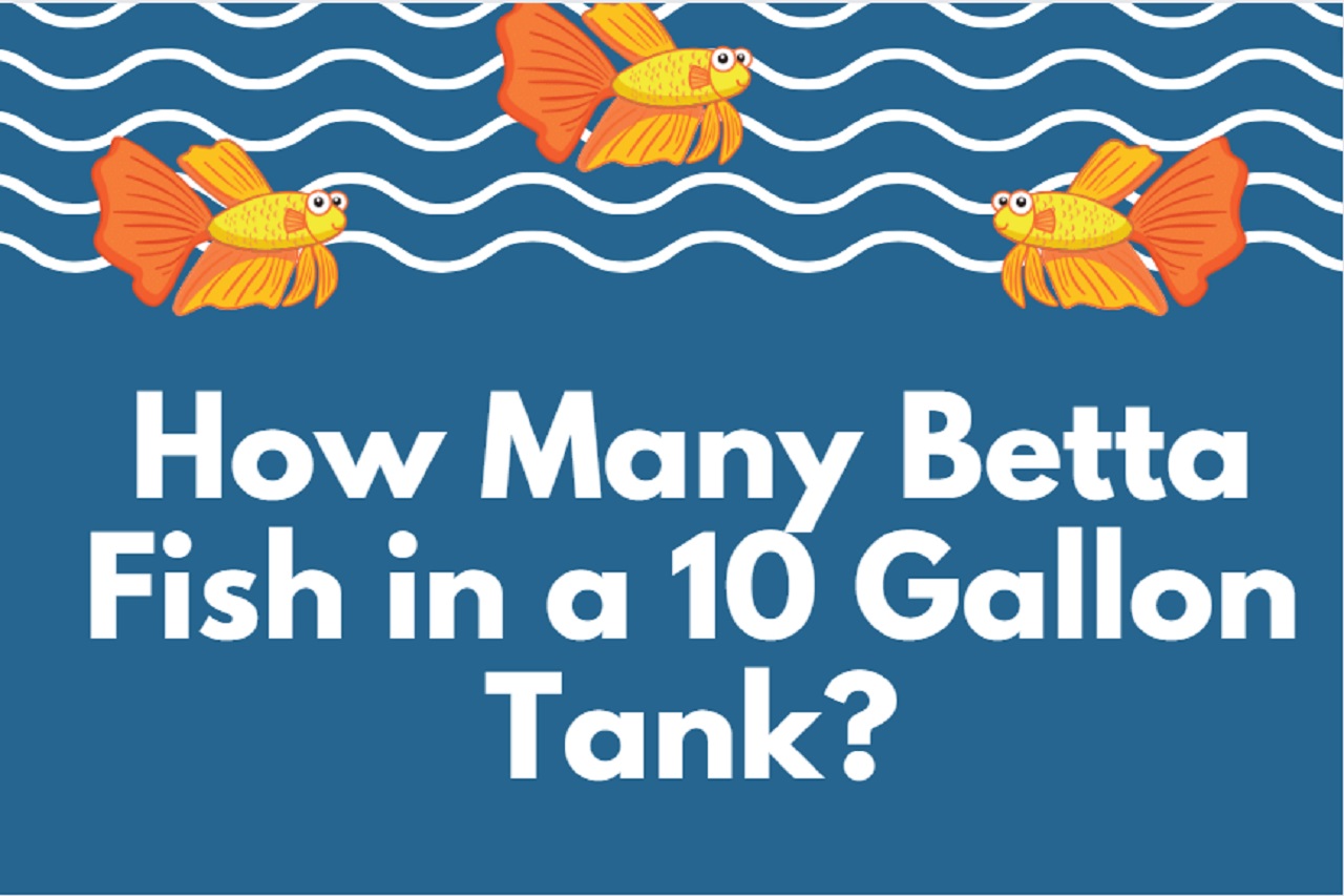 how many betta fish in a 10 gallon tank