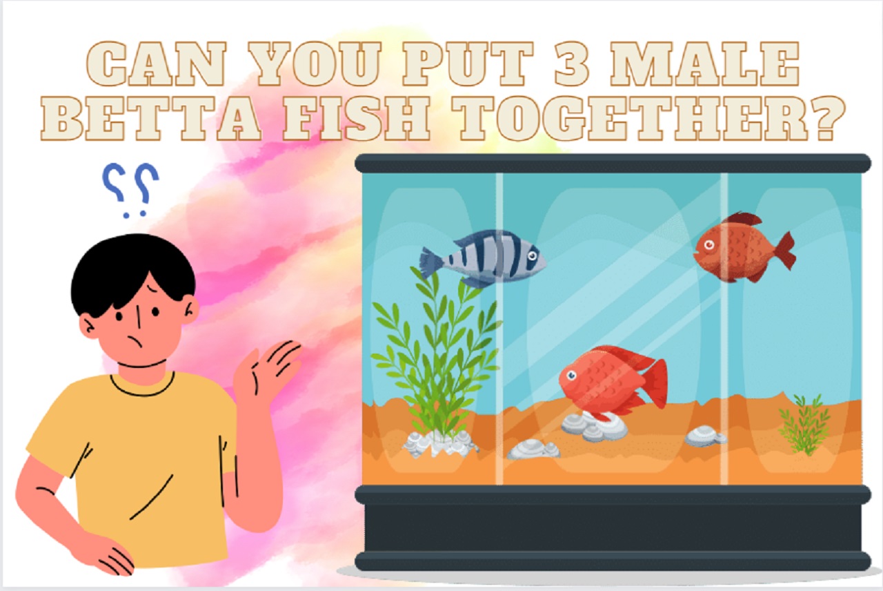 Can you Put 3 Male Betta Fish Together?